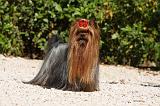 YORKSHIRE TERRIER 458